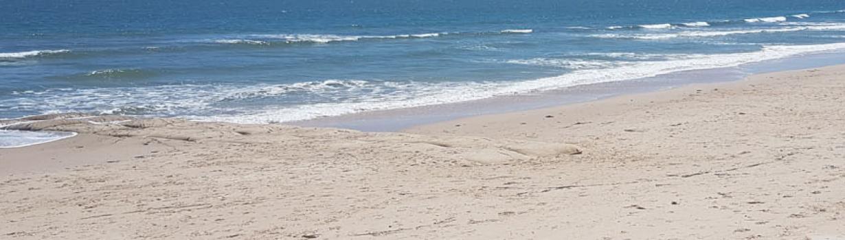 Brighton Beach Groynes | Geofabrics New Zealand